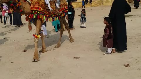 Camel Riding