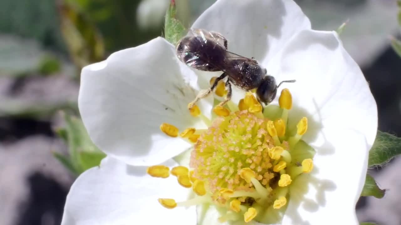 bee collecting pollen on yellow flower