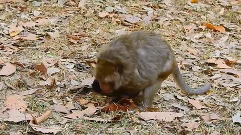 Best of the best mom and baby monk