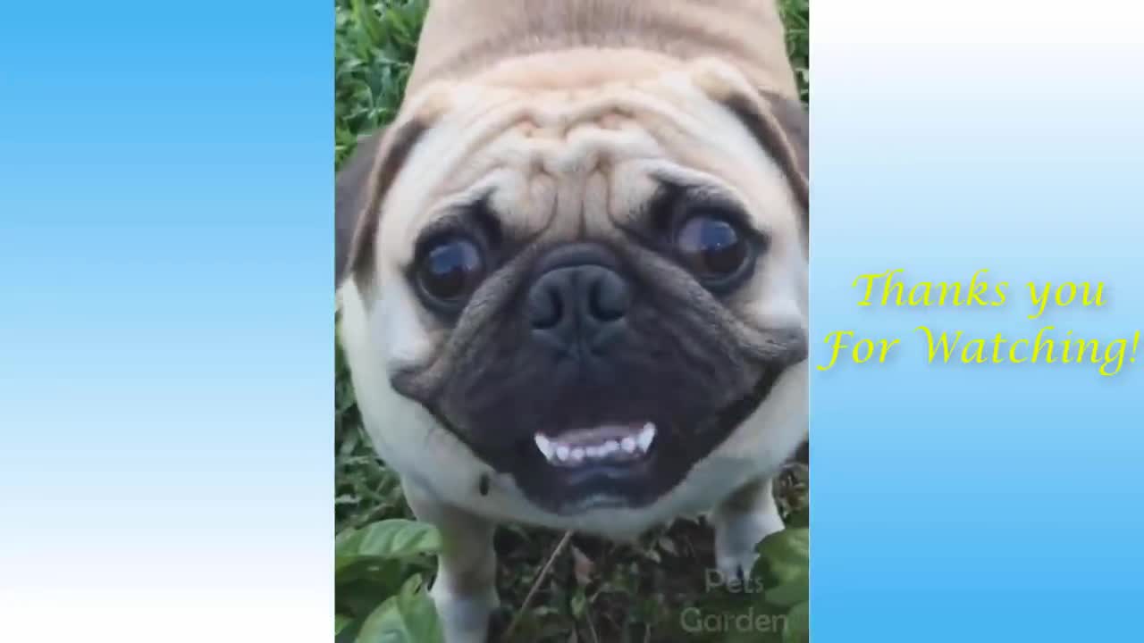 Funny Animals Compilation- Cute Pets