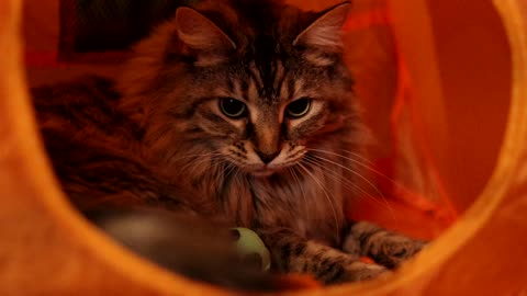 Leia Playing in Her Tent