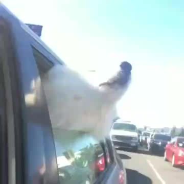 Amusing Dogs Laughs Best Pets Videos Funny Dogs Laughs Best Pets Videos. (Funny Animals #151)