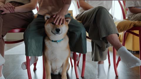 Petting A Pet Dog Under The Table