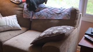 Doxie hates the trash truck