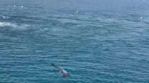 Seagulls raid before departure