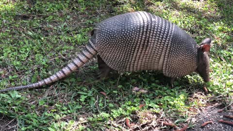 Armadillo -Florida