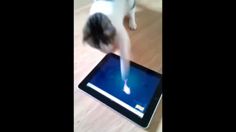 Cat Playing Fishing Game and try to eat . Very funny video