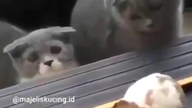 Funny cat videos that are too funny