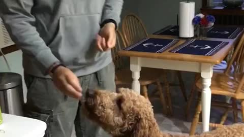 Brown dog laying on ground and owner giving treat