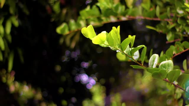 Droplets of Rain Falling on Green Leaves