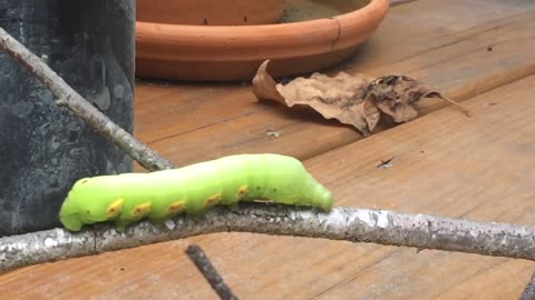 Giant Caterpillar