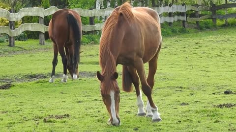 Amazing Horses Relaxing in the Meadow - AnimalHero