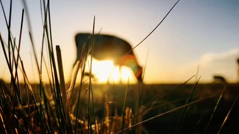 There are a lot of cows under the sunset, which is a lot of people yearn for life!