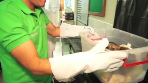 Olinguito to be freed after being held captive by shaman