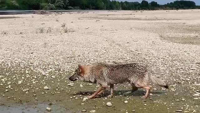 Dog running other dog catch