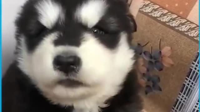 Cute Husky Dog Howls For the First Time