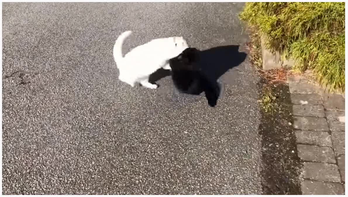 Dog and cat play, cat and cat fight.