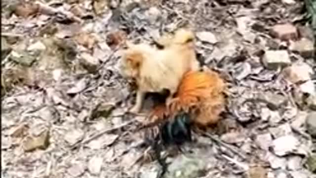 Watch How Chicken Goes Crazy With Dog: Funny and Cute