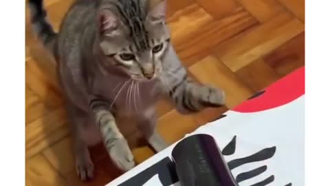 Baby cat funny moment 🐈🐈😾😾