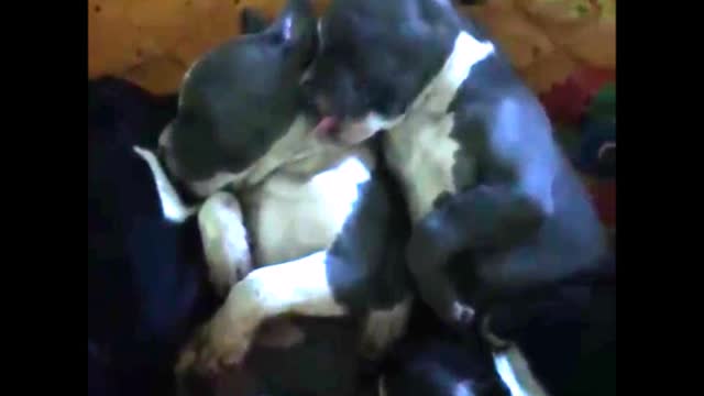 Adorable puppy sticking his tongue out at his sister, in his sleep!