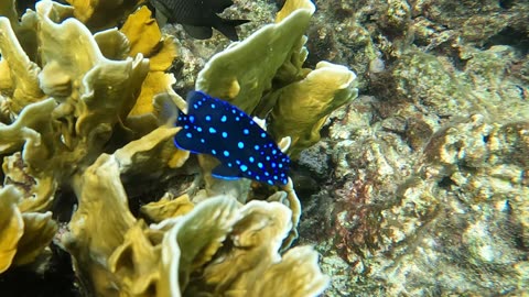 Yellowtail Damselfish