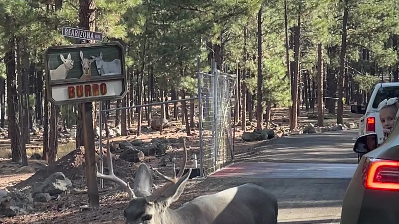 Friendly Mule Deer Buck Approaches Car