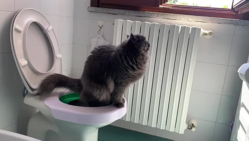 My smart cat Ashh