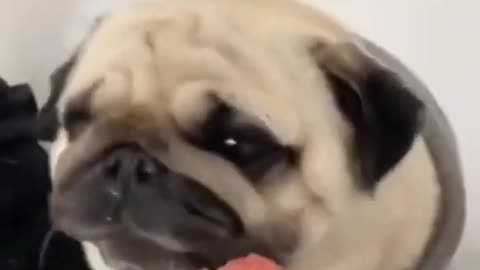 Adorable Cute And Funny Dogs Videos