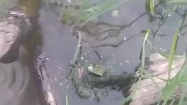 Grumpy Turtle 🐢