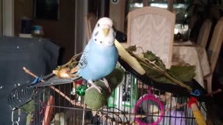 Budgie Attacks