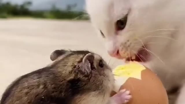 Cutest Squirrel and Cat eating an egg together|Beautiful Squirrel video clip