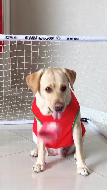 Doing Funny Things, Cutest Puppies in the Worlds 2021 ♥ Cutest Dogs # 160