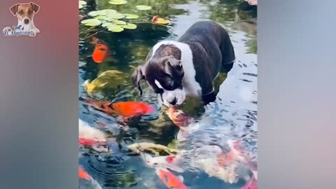 These Pets Will Put 100%You in Happy Mood🥰