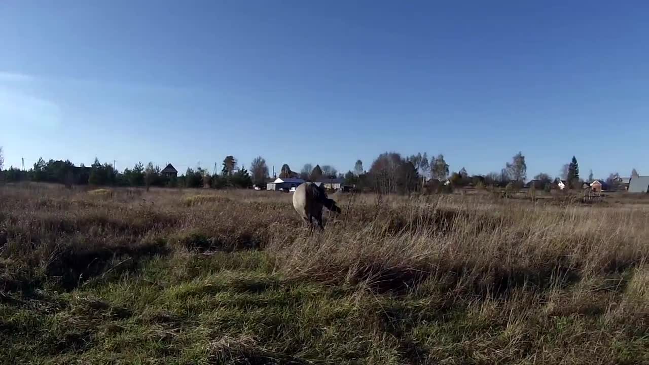 Dog and horse enjoy sunny afternoon walk together