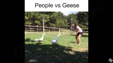 FUNNY VINES 2021