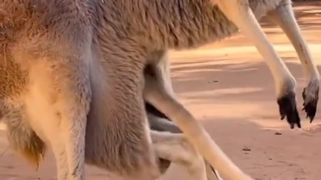 Baby you are too big to go back into Mother Kangaroo's bag