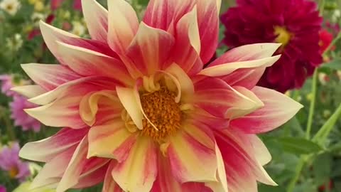 So many beautiful flowers, looking at all time