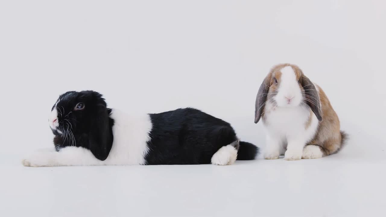 Studio Portrait Of Two Miniature Black And White Flop Eared Rabbits On White Background