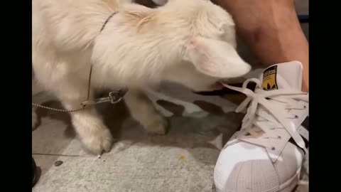 The lamb is so nasty, it actually bites the owner's shoe