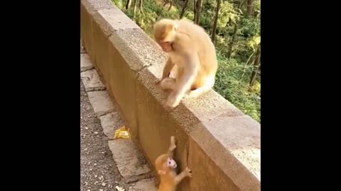 How much the monkey loves the baby monkey