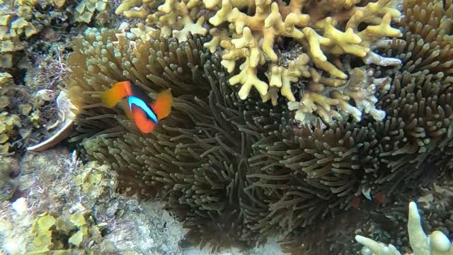 Nemo fish are hiding in the seaweed bushes next to the lake under the ocean