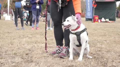 🐕 Basic Dog Training – TOP 10 Essential Commands Every Dog Should Know!