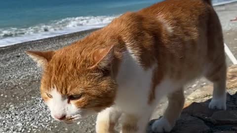 Funny and cute cat