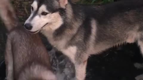 Husky washing paws