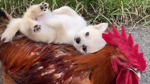 Video Dog
