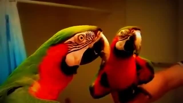 Parrot Play