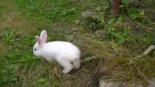 Cute Rabbit video with nature music video full HD