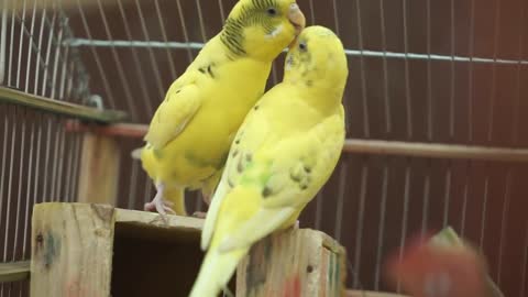 Parrot combine love