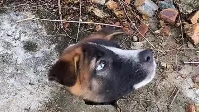 Stuck Puppy Gets Rescued from Drainage Canal