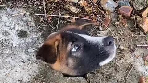 Stuck Puppy Gets Rescued from Drainage Canal